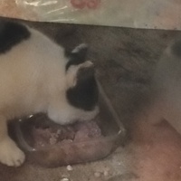 photo de livraison pour Chat de Gout'hier sans Toit