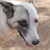 photo animal