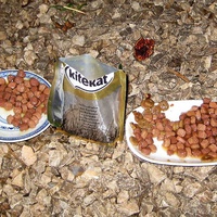 photo de livraison pour Les Chats Pitres de Saint-Paul