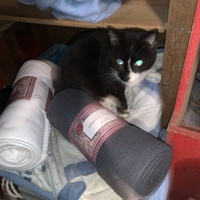 photo de livraison pour Les chats de chez nous
