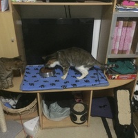 photo de livraison pour Pour l'Amour des Chats
