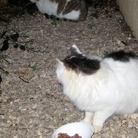 photo de livraison pour Les Chats Pitres de Saint-Paul