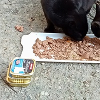 photo de livraison pour Les chats libres de Caro