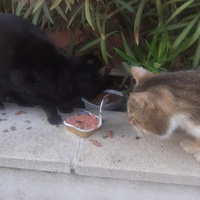 photo de livraison pour Coursan Chats
