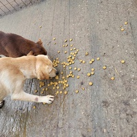 photo de livraison pour Nobody's Dog France
