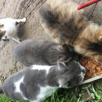 photo de livraison pour Ecole du Chat des Alpilles