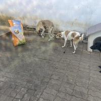 photo de livraison pour Comme Chiens et Chats Maroc