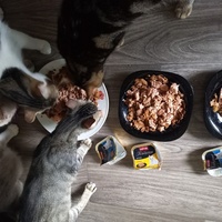 photo de livraison pour Les Pattounes de l'Espoir