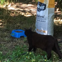 photo de livraison pour Ecole du Chat des Alpilles
