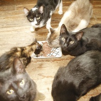 photo de livraison pour Pattes de Chats 50