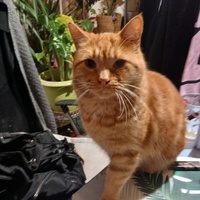 photo de livraison pour Matous du Patelin