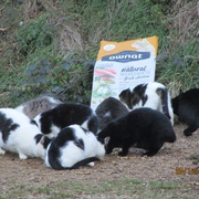 photo de livraison pour Protection Animale Amélienne