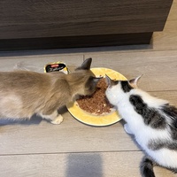 photo de livraison pour SOS Chat 93