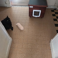 photo de livraison pour Les Chats de la Rue