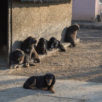 photo de livraison pour Azil Bella