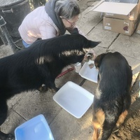 photo de livraison pour Chats Libres de Béziers