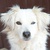 photo animal
