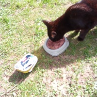 photo de livraison pour Chats Oubliés