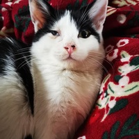 photo de livraison pour SOS Chat 93