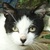 photo animal