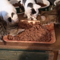 photo de livraison pour Pour l'Amour des Chats