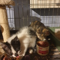 photo de livraison pour Association des Chats Camarguais