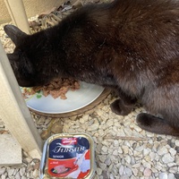 photo de livraison pour Ecole du Chat des Alpilles