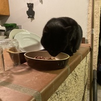 photo de livraison pour STREET CATS