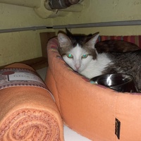 photo de livraison pour Les Chats de la Rue