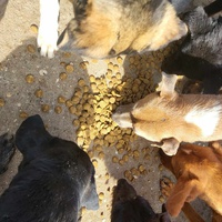 photo de livraison pour Nobody's Dog France