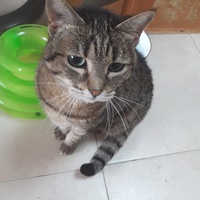 photo de livraison pour Les Amis de Michouette