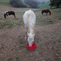 photo de livraison pour Les Crinières de Salherm