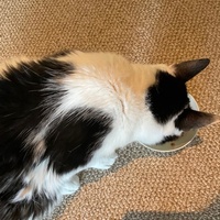 photo de livraison pour Association C.A.T.S. Chat Animal Terrien Solidarité