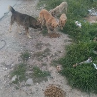 photo de livraison pour Civic Initiative Kane Korzo Skopje