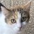photo animal