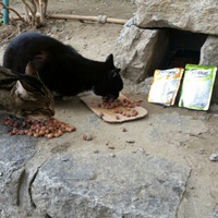 photo de livraison pour U Ghjattinu di Corti