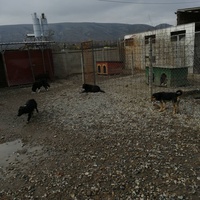 photo de livraison pour Animals voice Macedonia