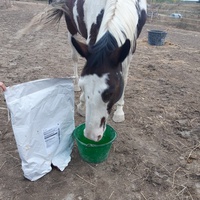 photo de livraison pour Happy Horse Day