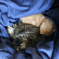 photo de livraison pour Chats sans familles