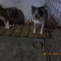 photo de livraison pour Pro Animals Finland ry