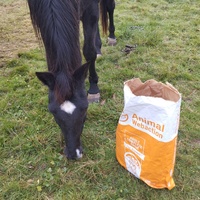 photo de livraison pour Hearthland Royal Horse