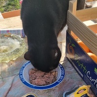 photo de livraison pour Ecole du Chat d’Arbois