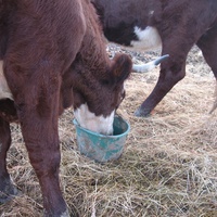photo de livraison pour Le Petit Refuge dans la Prairie