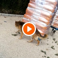 photo de livraison pour Protectors Animal El Hocico