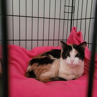 photo de livraison pour SOS Chats en Détresse