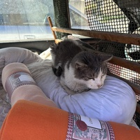 photo de livraison pour Les chats Port-Saint-Louisiens