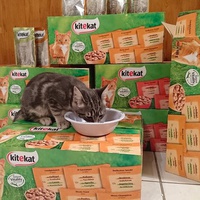 photo de livraison pour Jardin des Chats