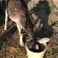 photo de livraison pour La Ferme des Zanimobiles