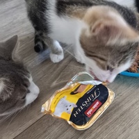 photo de livraison pour Les Pattounes de l'Espoir