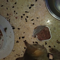 photo de livraison pour Chats Grains d'Amour